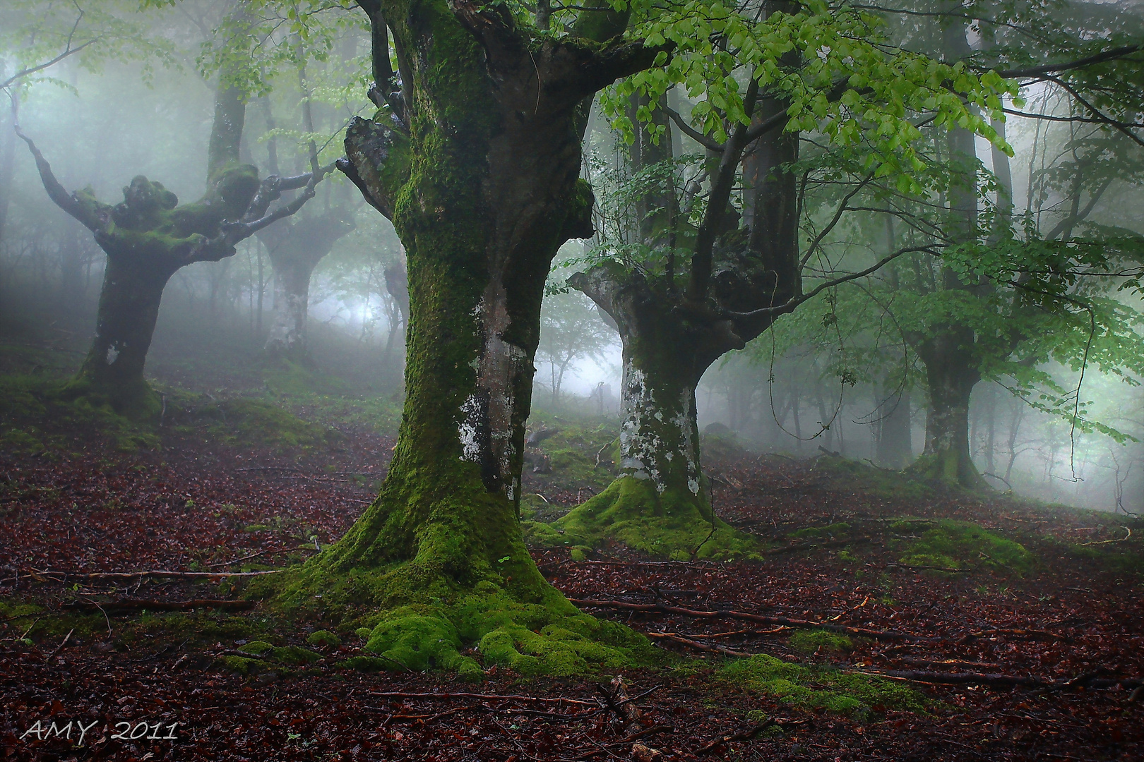 GORILAS EN LA NIEBLA. Dedicada a IÑAKI MATURANA.