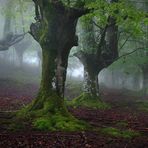 GORILAS EN LA NIEBLA. Dedicada a IÑAKI MATURANA.