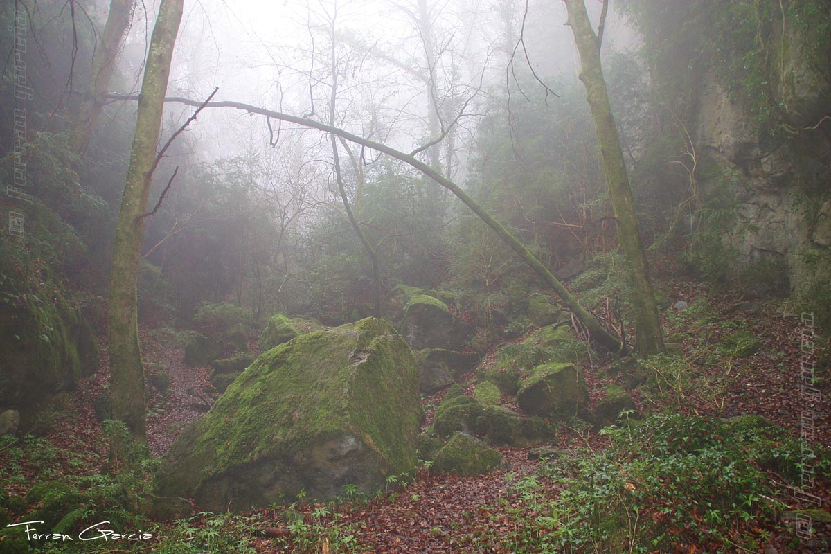 "Gorilas en la niebla"