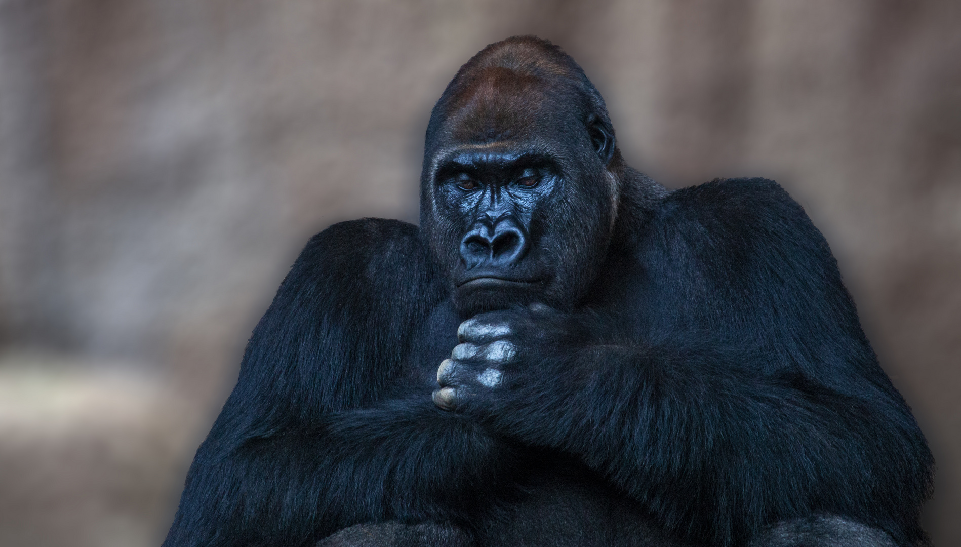 Gorilla 001 Foto Bild Deutschland Europe Sachsen Bilder Auf Fotocommunity