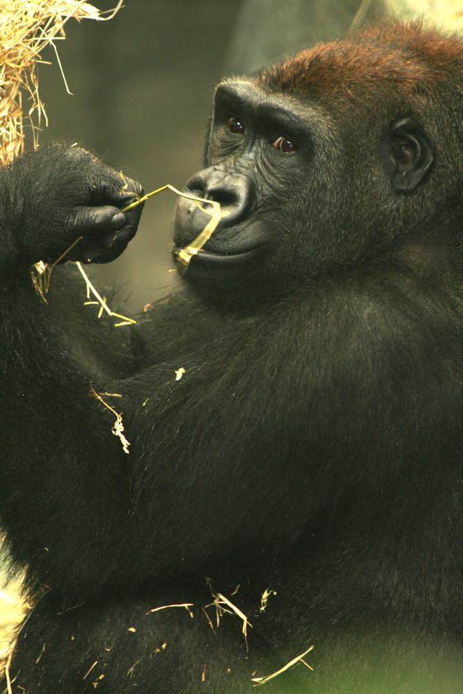 Gorilla