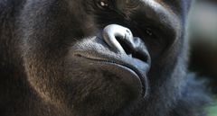 Gorilla 05