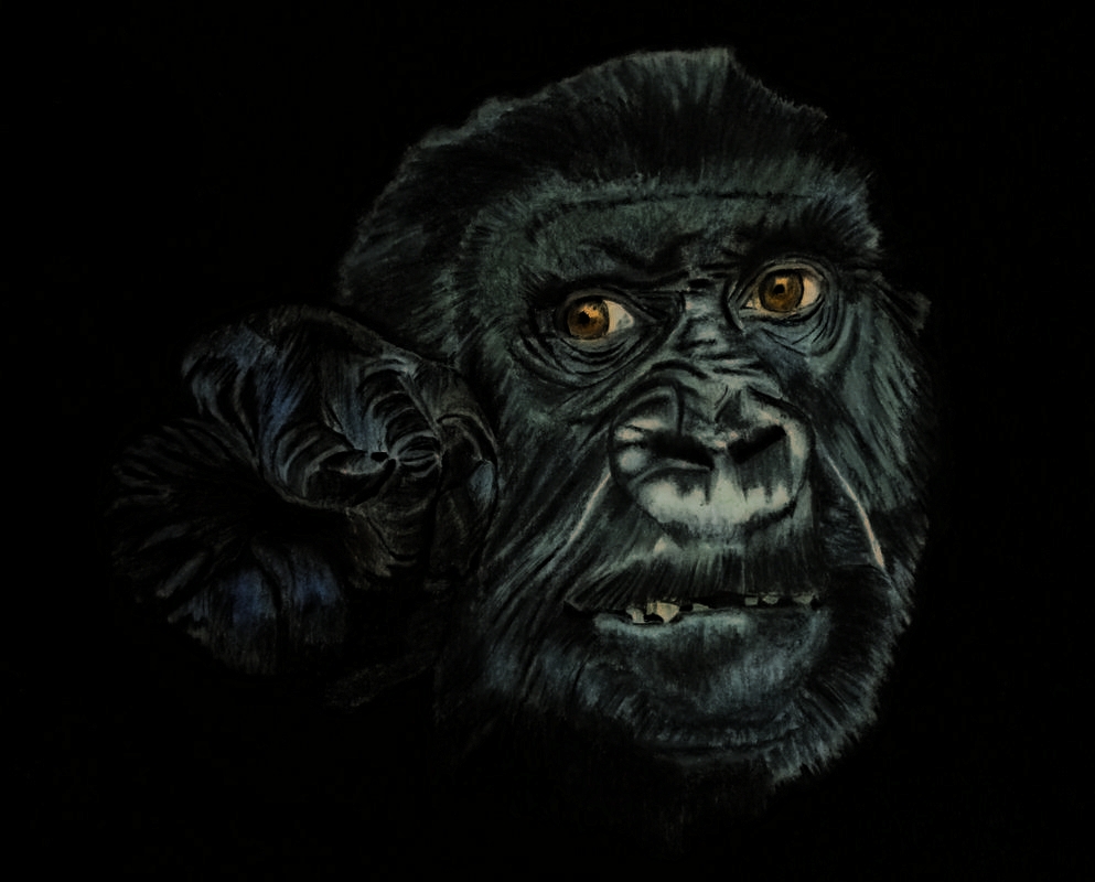 Gorilla