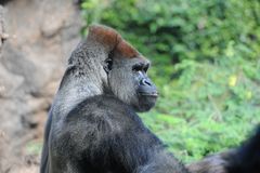 Gorilla 07