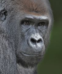 Gorilla