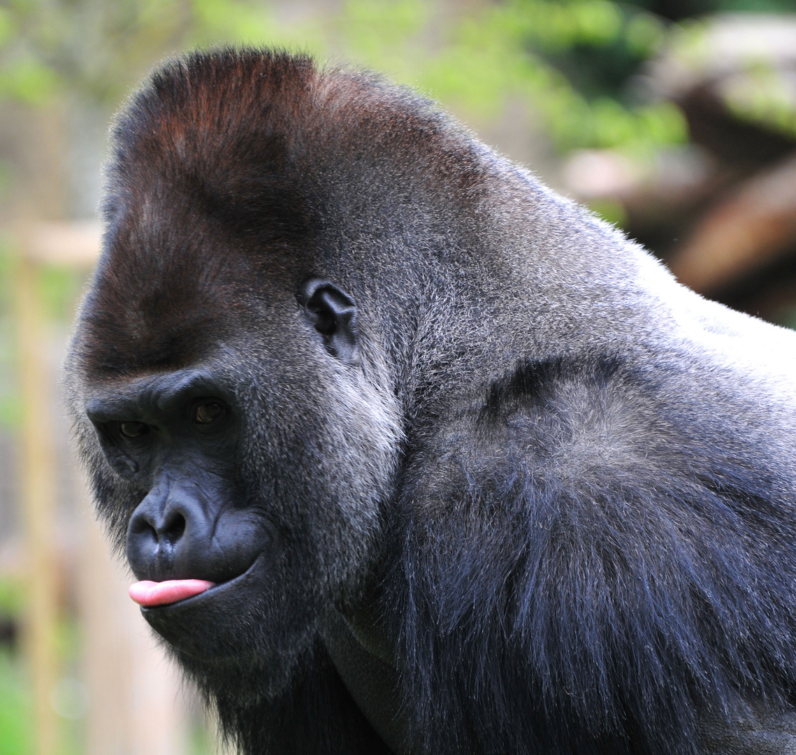 Gorilla