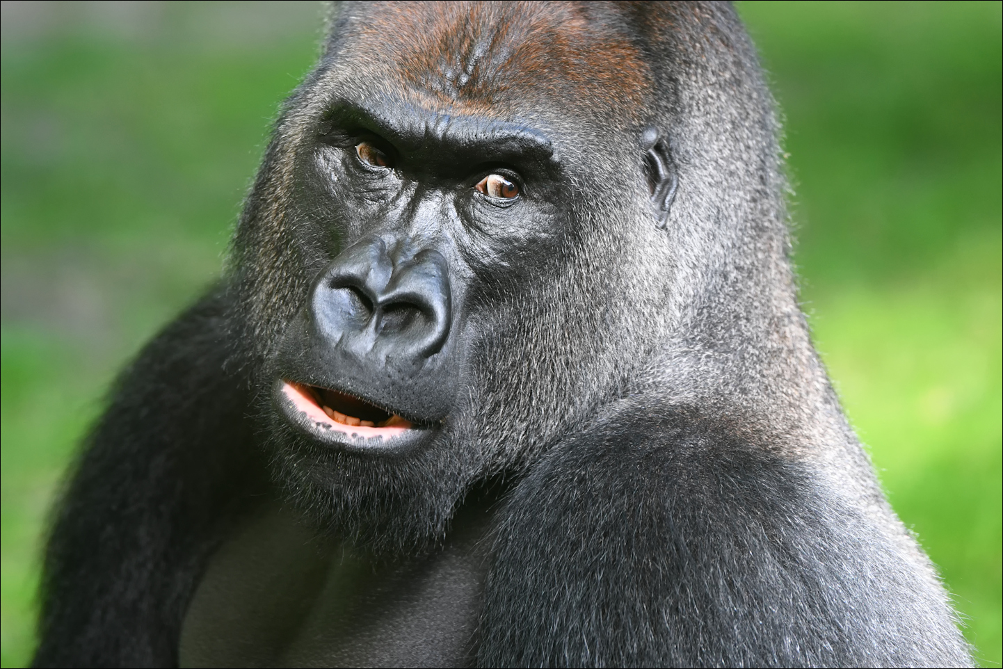 Gorilla