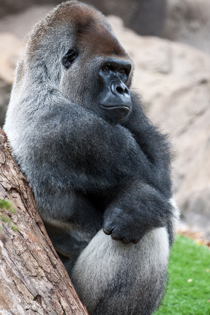 Gorilla