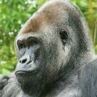 Gorilla 1