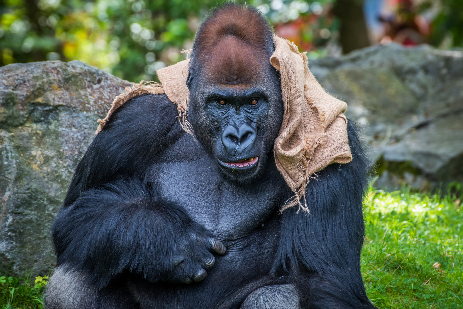 Gorilla