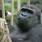 Gorilla