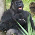 Gorilla