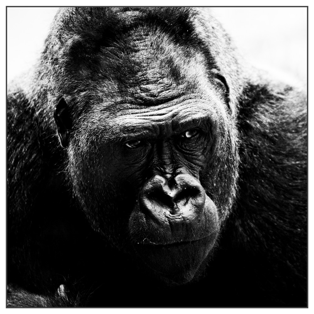 GORILLA von DEis 