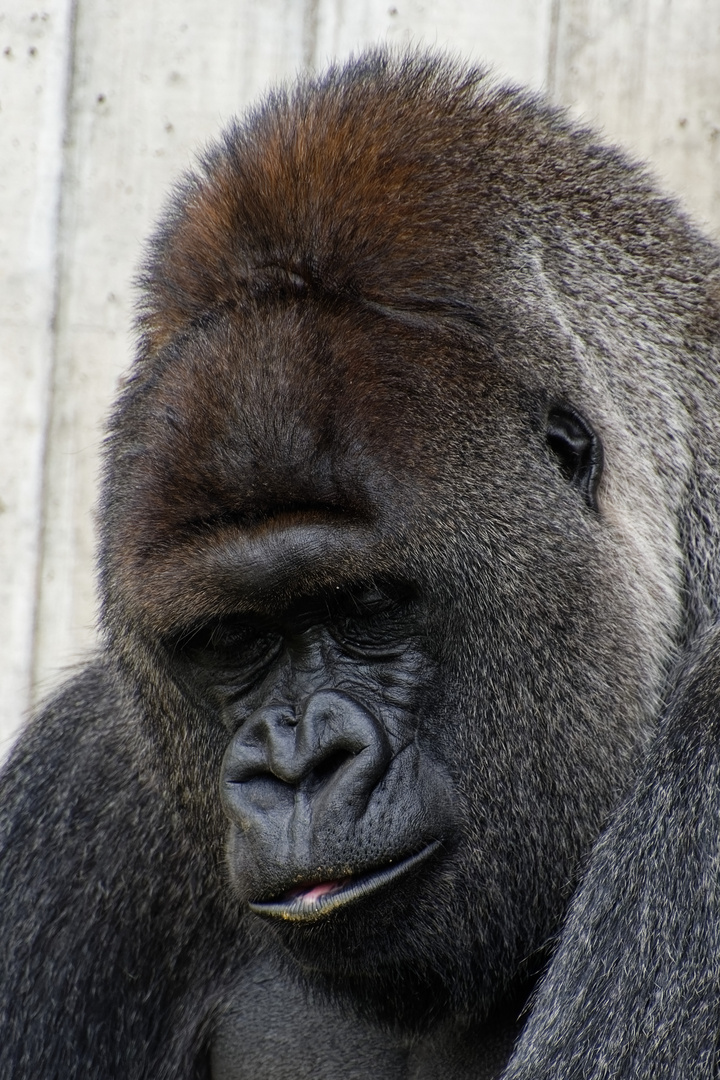 Gorilla