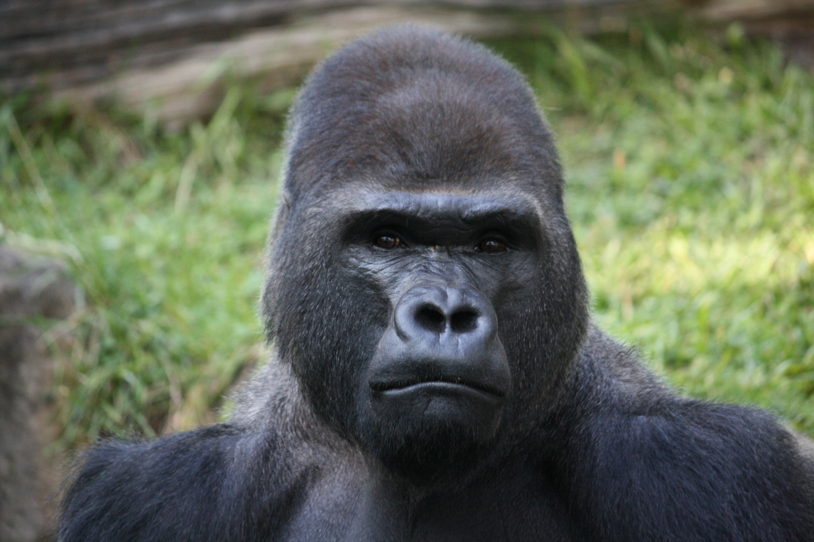 Gorilla