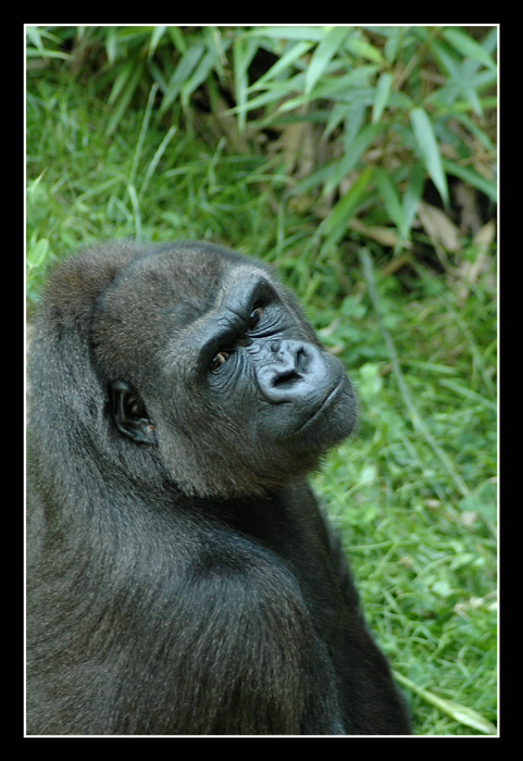 Gorilla -2-
