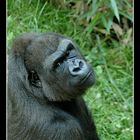 Gorilla -2-