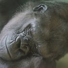 Gorilla 2