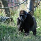 Gorilla 2