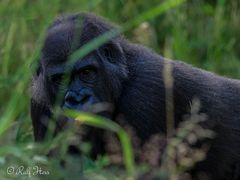 Gorilla 2