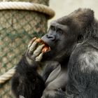 Gorilla 2