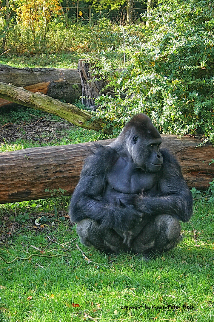 Gorilla (2)