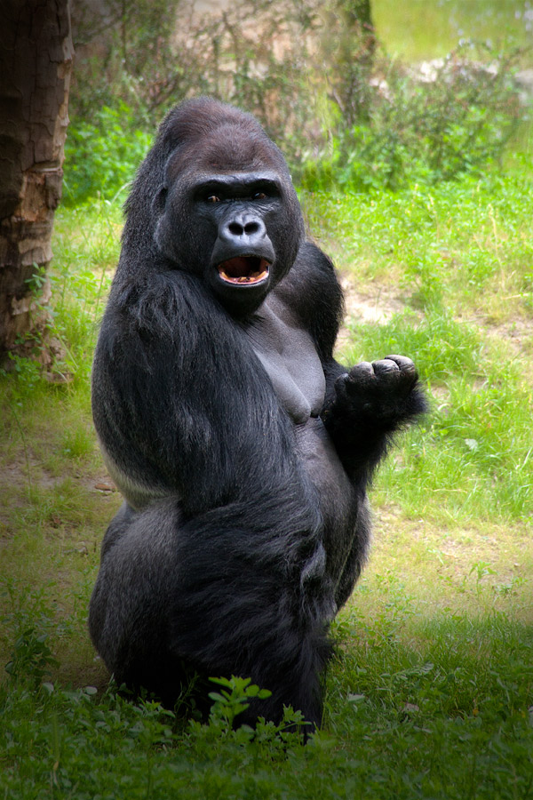 gorilla