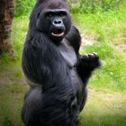 gorilla