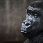 Gorilla