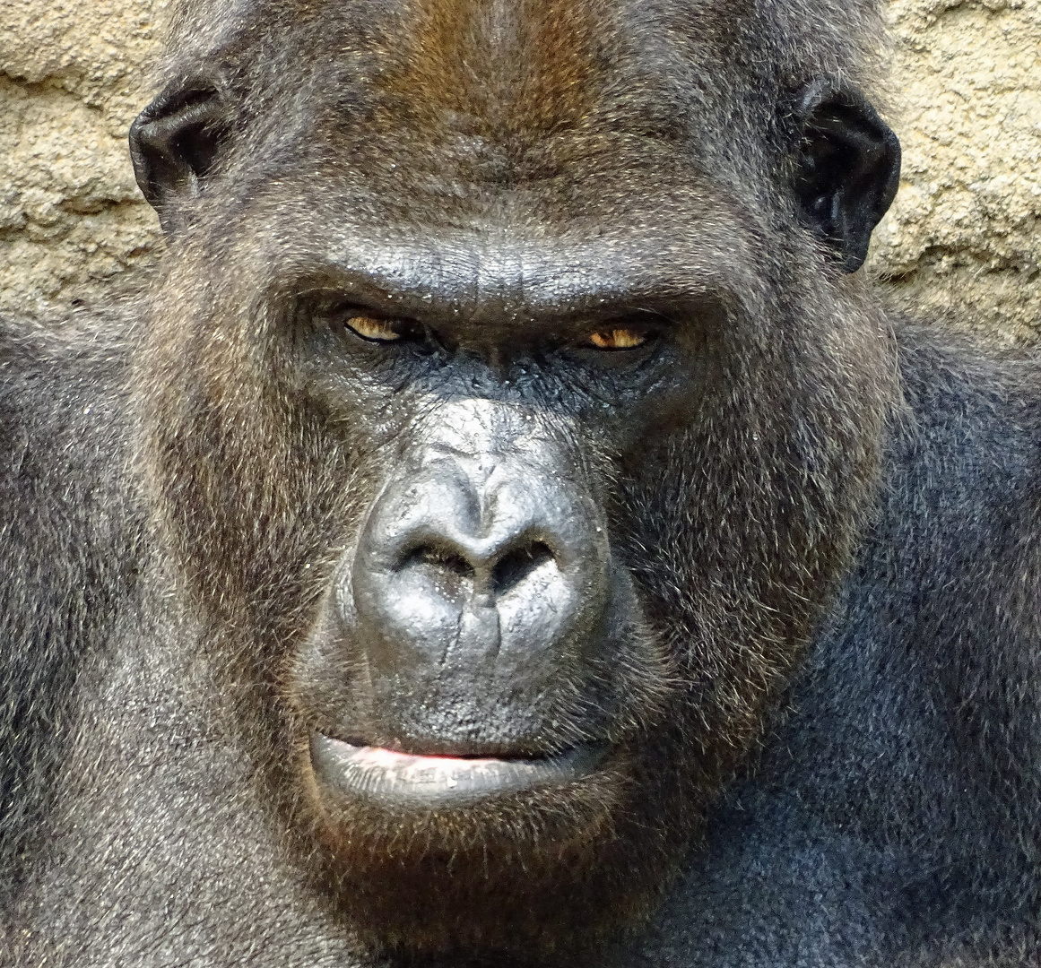 Gorilla