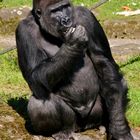 Gorilla