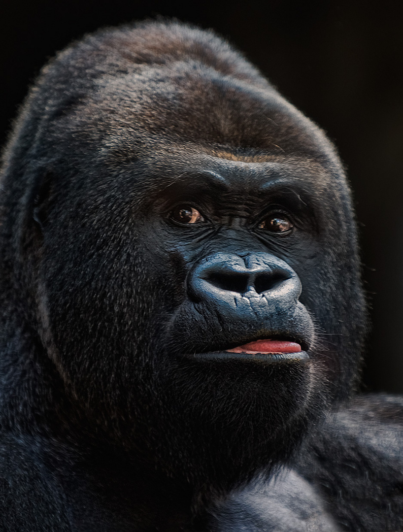 Gorilla