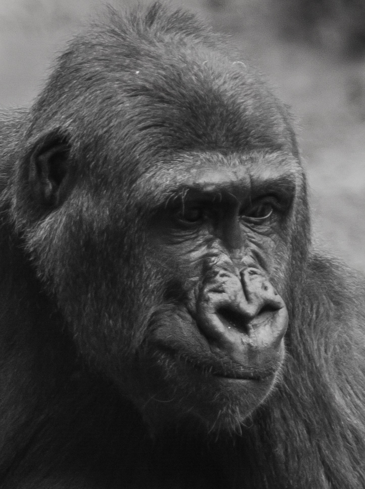 Gorilla