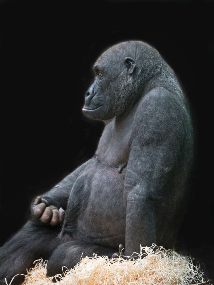 Gorilla