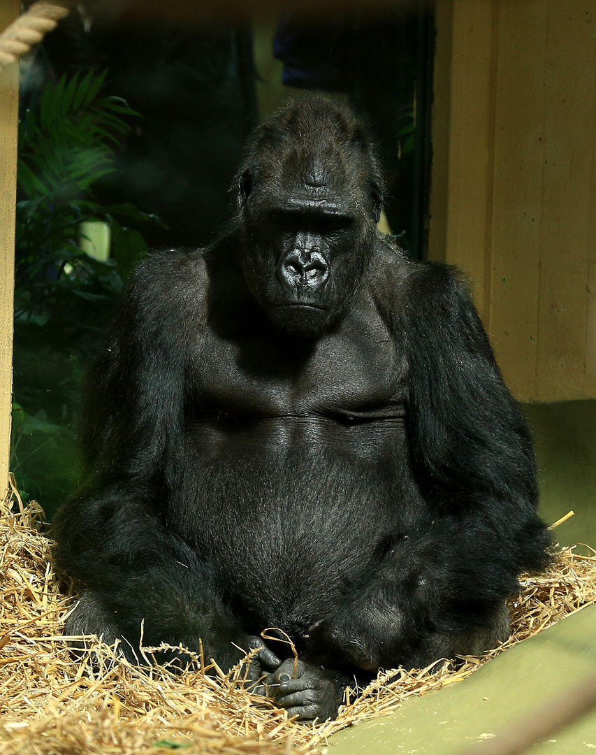 Gorilla