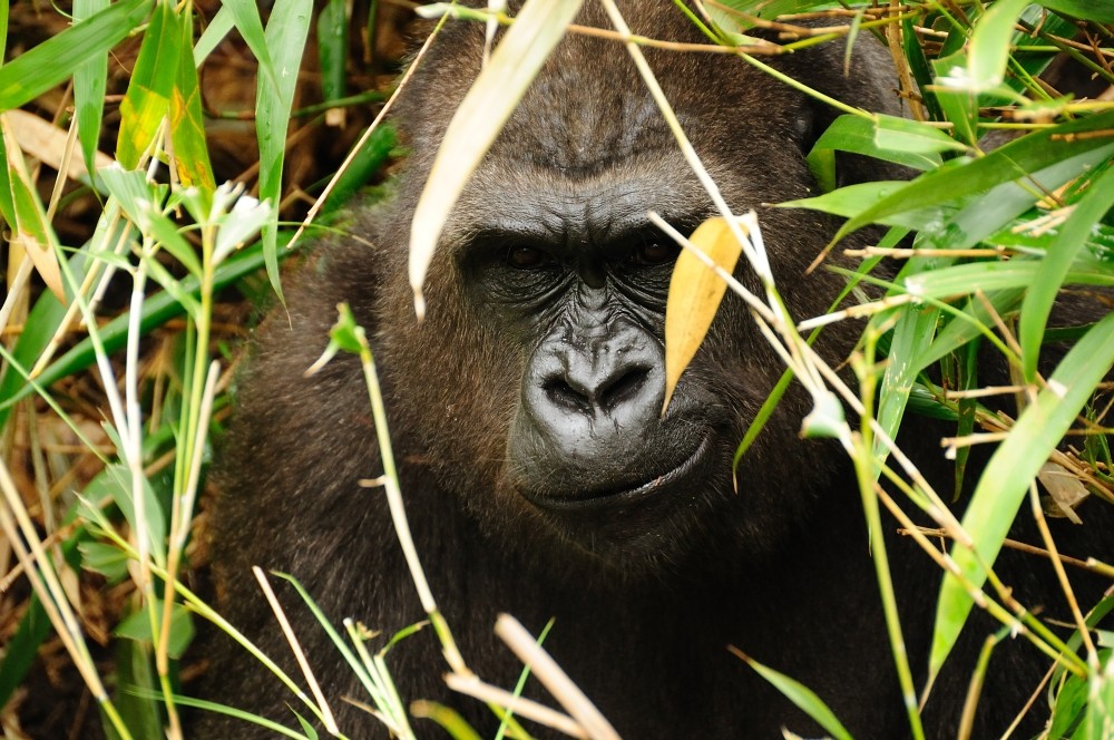 Gorilla