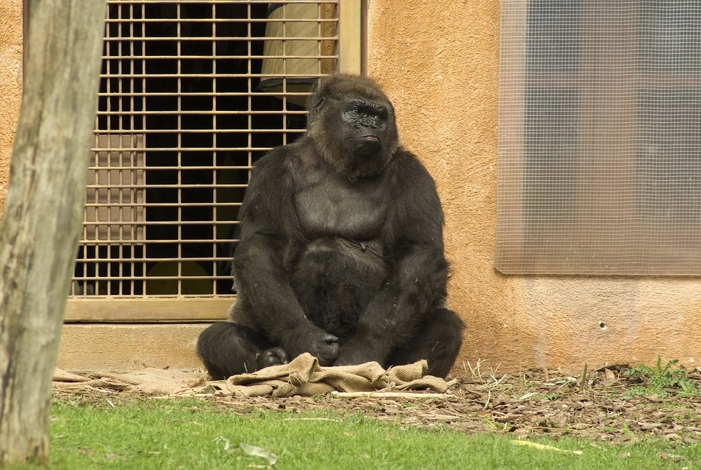 Gorilla