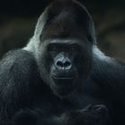 Gorilla