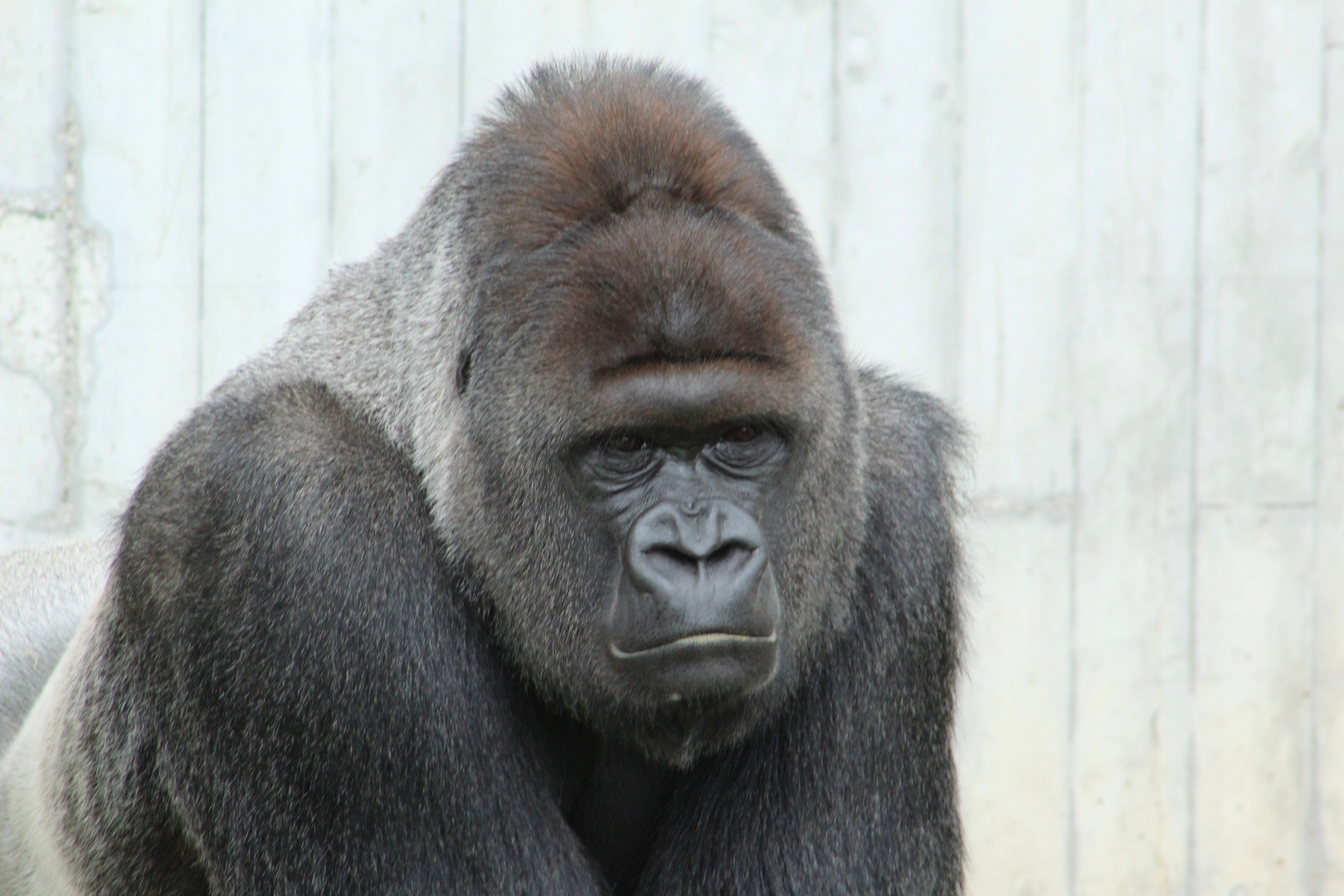 Gorilla