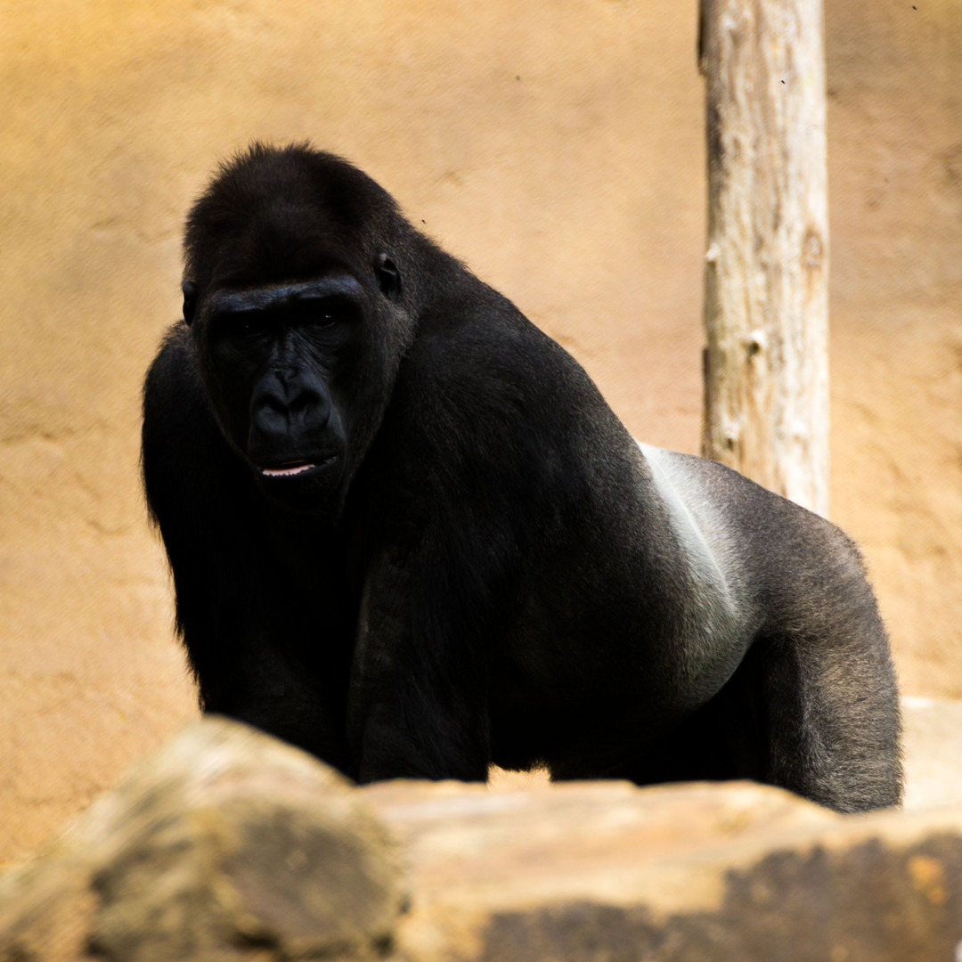 Gorilla