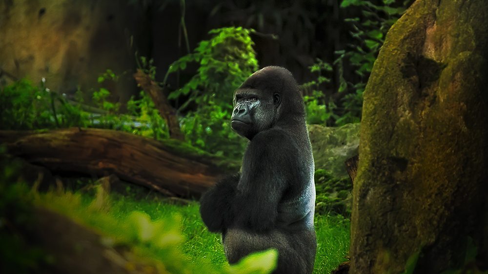 Gorilla