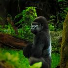 Gorilla