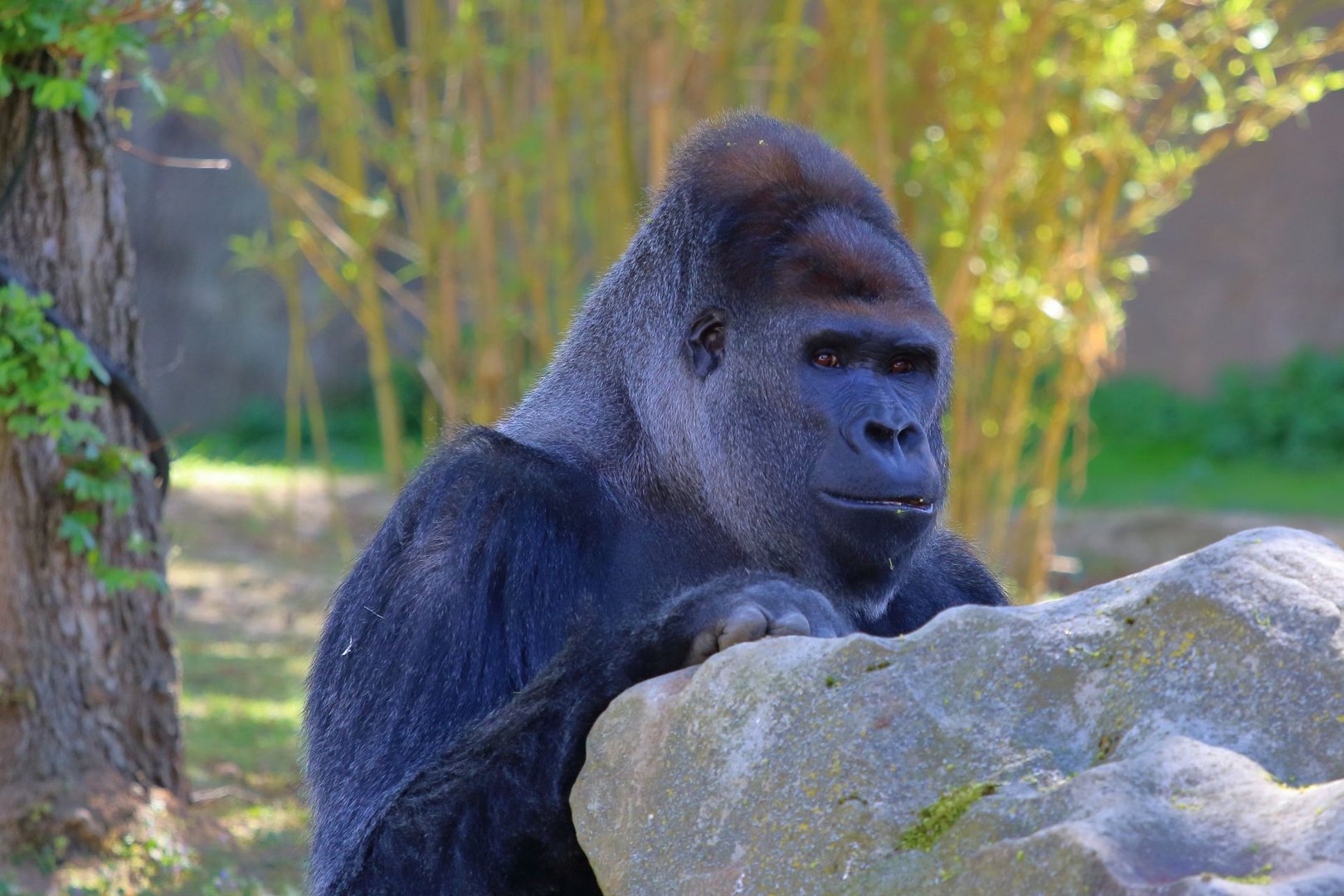 Gorilla