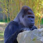 Gorilla