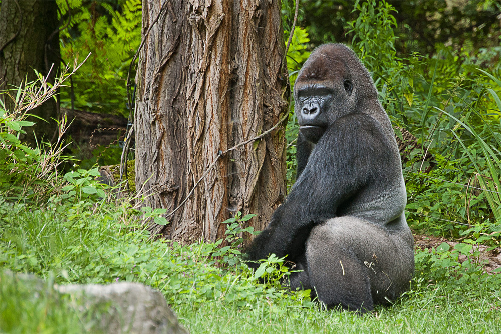 Gorilla