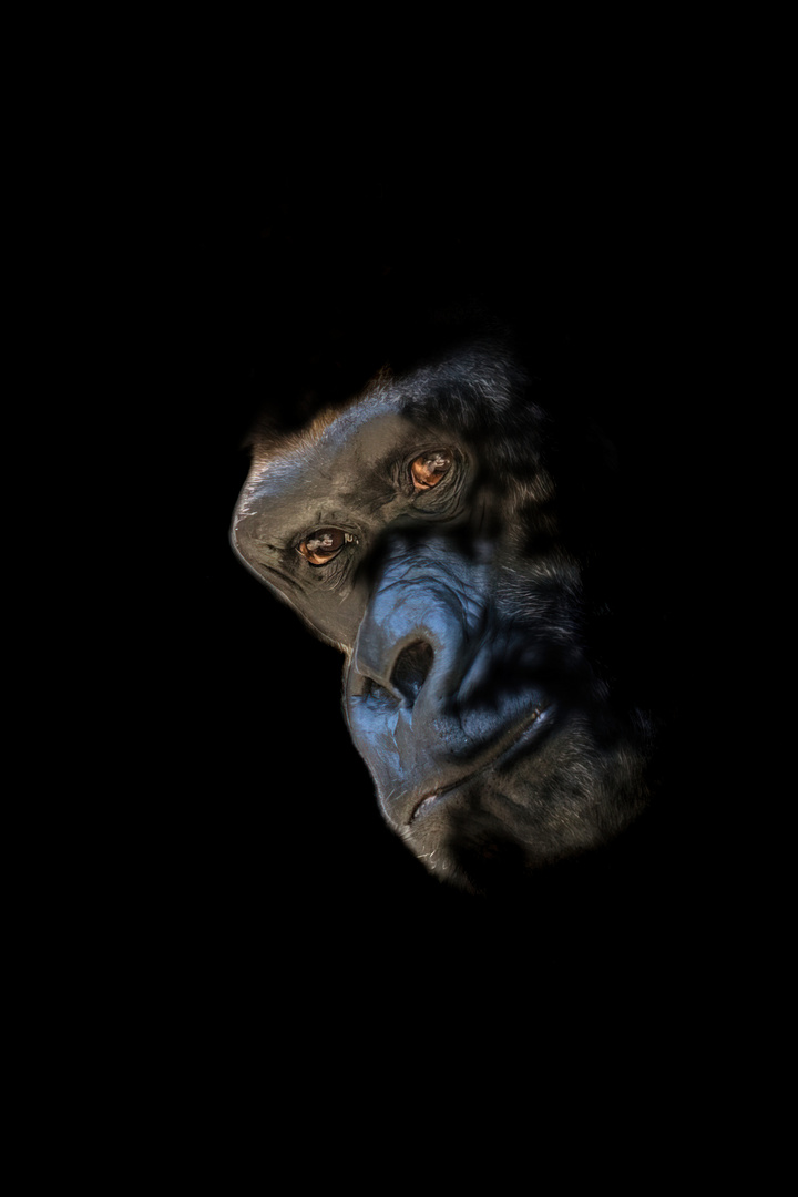 Gorilla