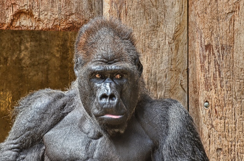 Gorilla