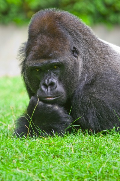 Gorilla