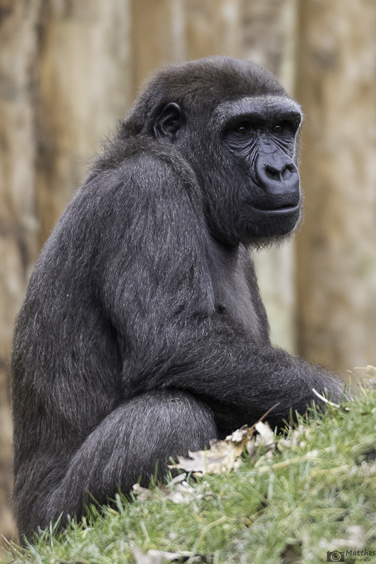 Gorilla Foto Bild Tiere Zoo Wildpark Falknerei Saugetiere Bilder Auf Fotocommunity