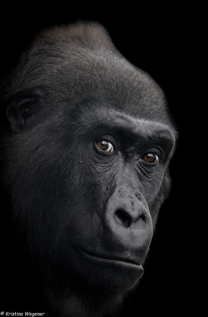 Gorilla